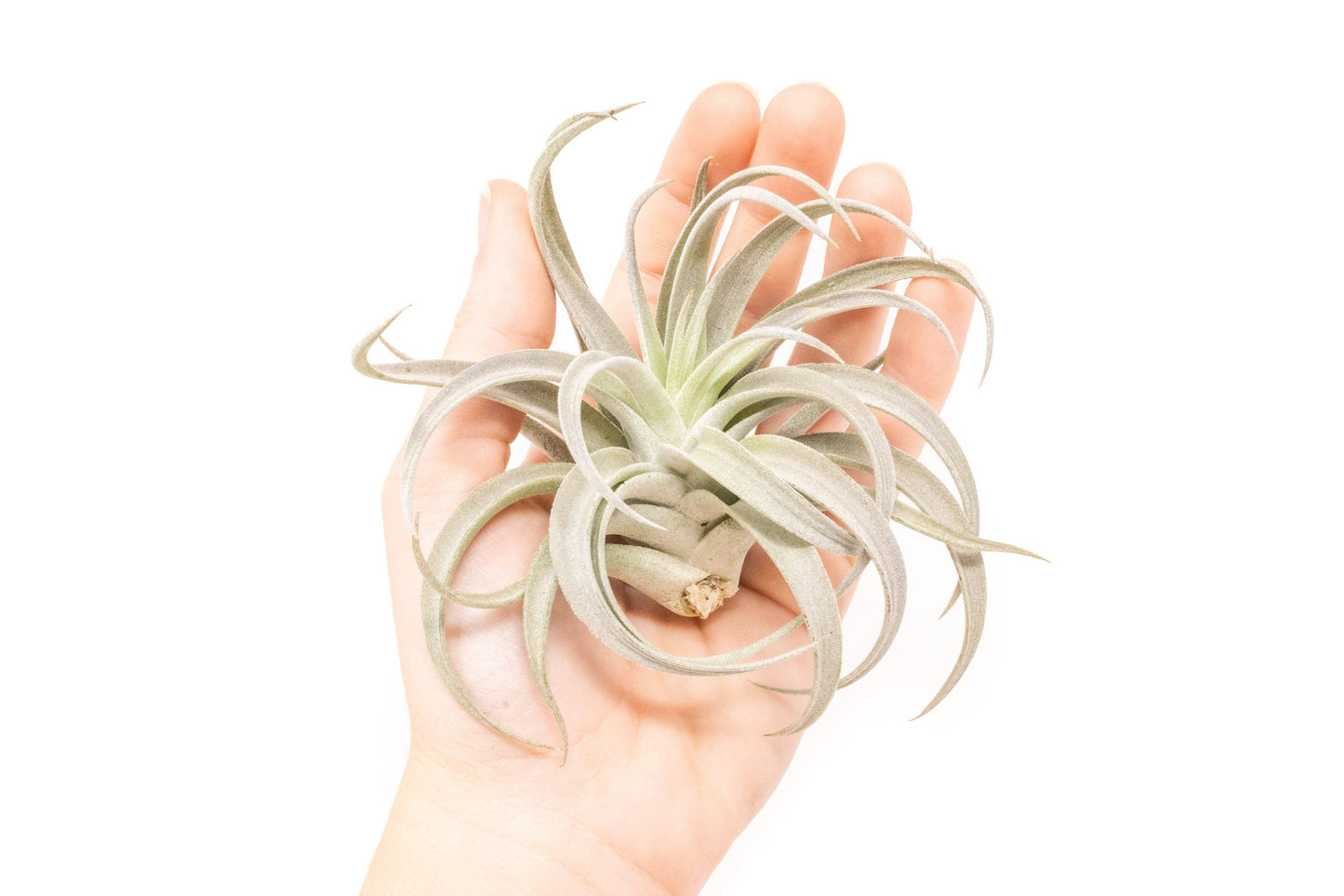 Large Tillandsia Harrisii Air Plants
