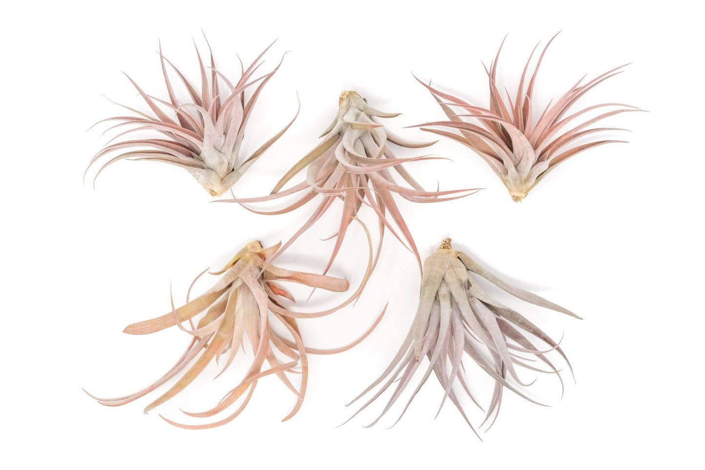 Tillandsia Capitata Peach Air Plants