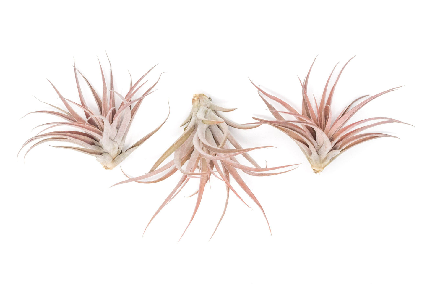 Tillandsia Capitata Peach Air Plants