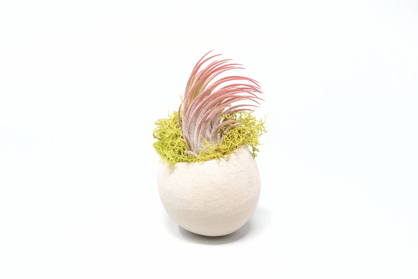 Natural Seed Pod Containers with Ionantha Air Plant