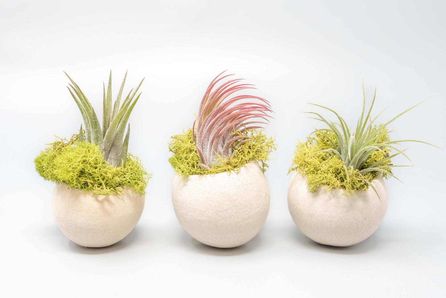 containers for air plants Natural Seed Pod Containers with Ionantha Air Plant – Tienda