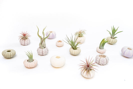 Urchin Shell Variety with Ionantha Air Plant